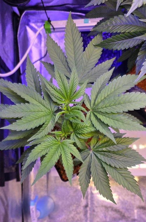 Sensi Seeds X CCG. Week 6