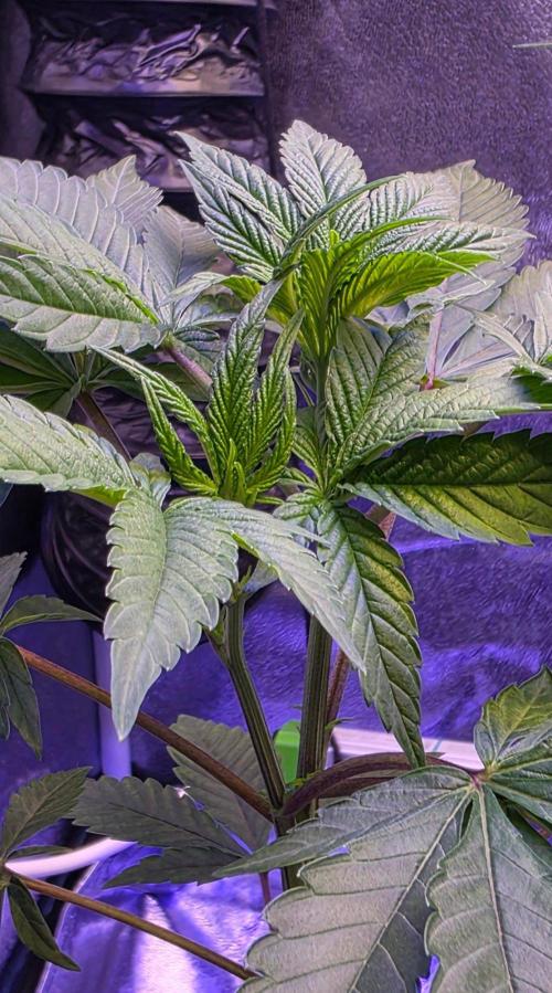 Sensi Seeds X CCG. Week 6