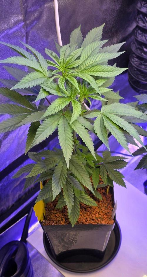 Sensi Seeds X CCG. Week 6