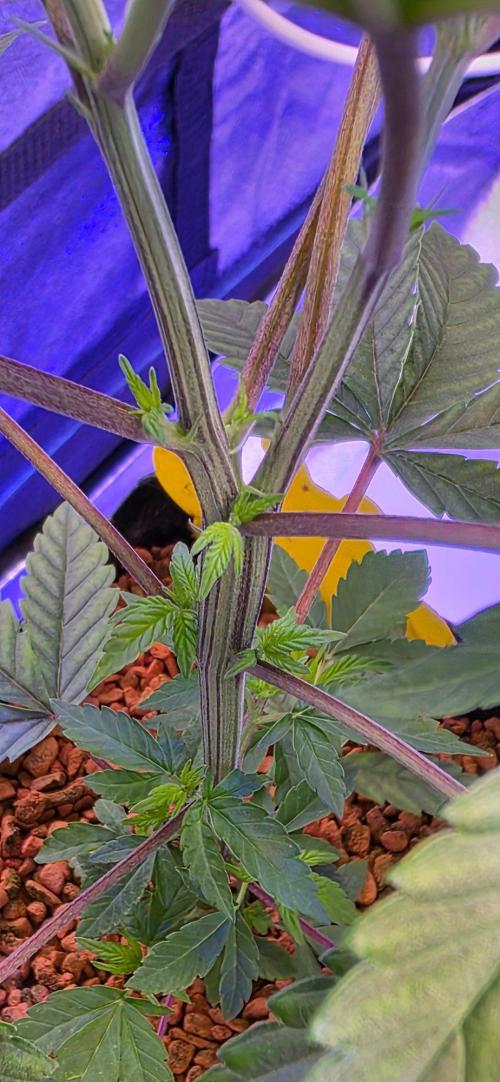 Sensi Seeds X CCG. Week 6
