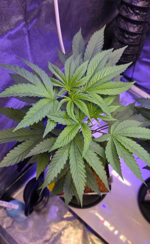 Sensi Seeds X CCG. Week 6