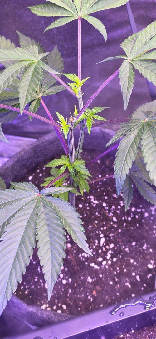 Triple Mints XXL Fem. Week 6