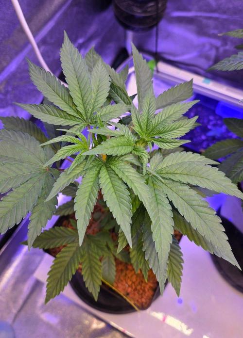 Sensi Seeds X CCG. Week 6