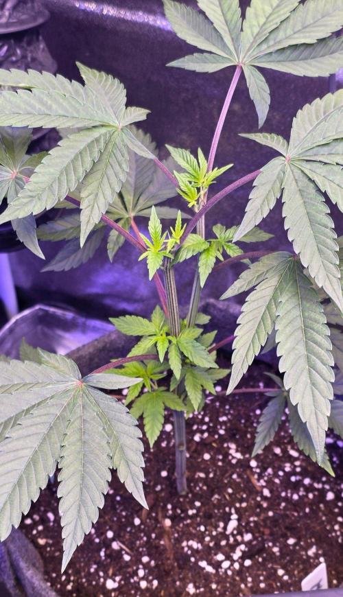 Sensi Seeds X CCG. Week 7