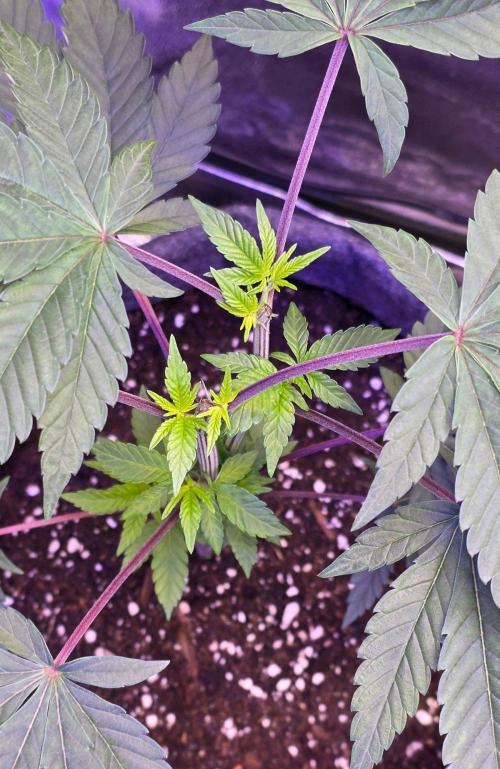Sensi Seeds X CCG. Week 7