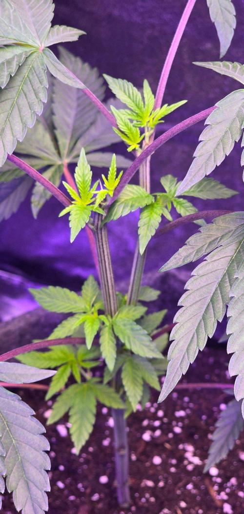 Sensi Seeds X CCG. Week 7