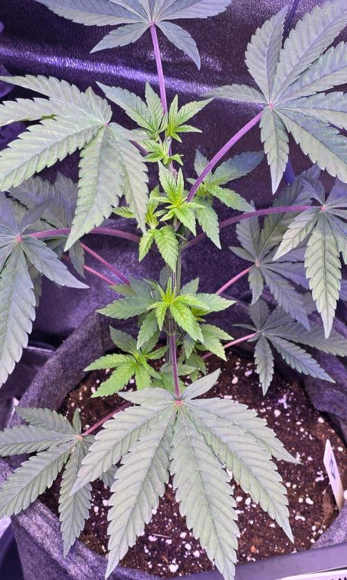Sensi Seeds X CCG. Week 7