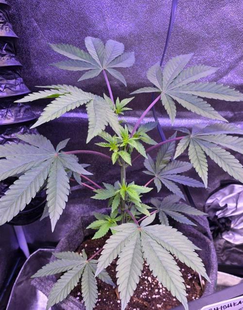 Sensi Seeds X CCG. Week 7