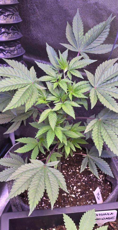 Sensi Seeds X CCG. Week 7