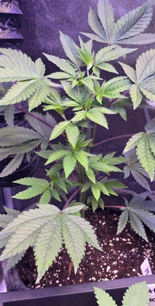 Sensi Seeds X CCG. Week 7