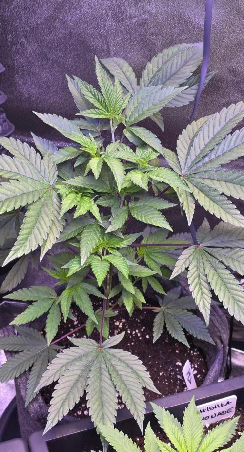 Sensi Seeds X CCG. Week 7
