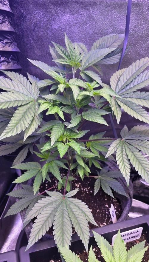 Triple Mints XXL Fem. Week 7