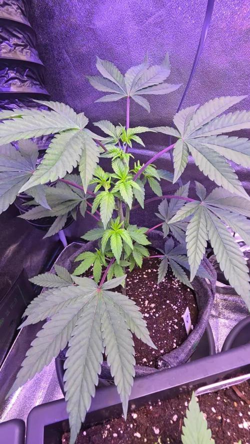 Sensi Seeds X CCG