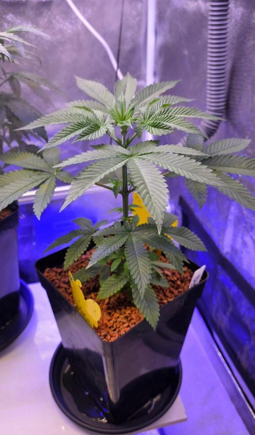 Sensi Seeds X CCG. Week 6