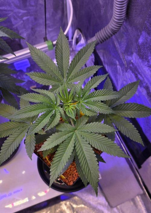 Sensi Seeds X CCG. Week 6