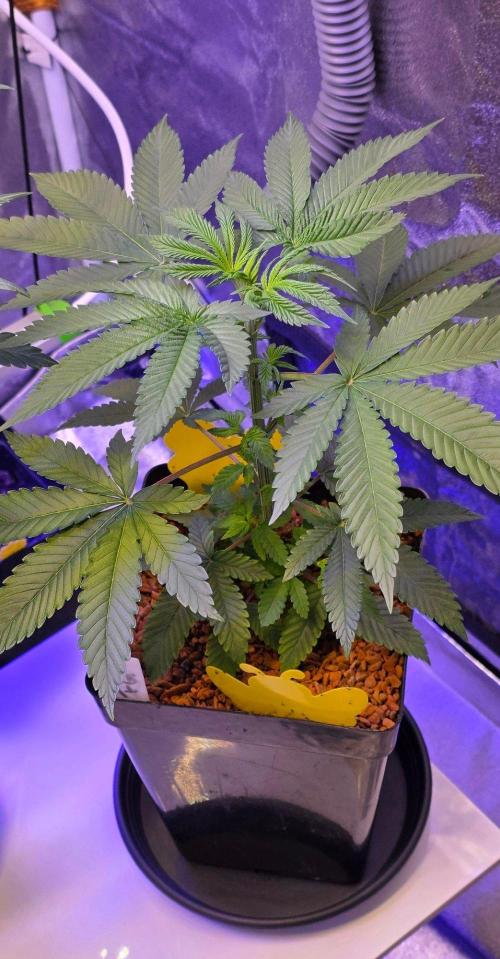 Sensi Seeds X CCG. Week 6