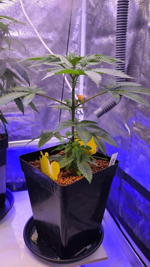 Sensi Seeds X CCG. Week 6