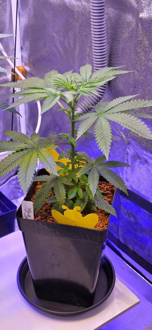 Sensi Seeds X CCG. Week 6