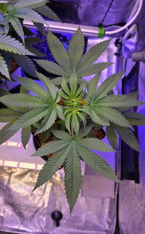 Sensi Seeds X CCG. Week 6