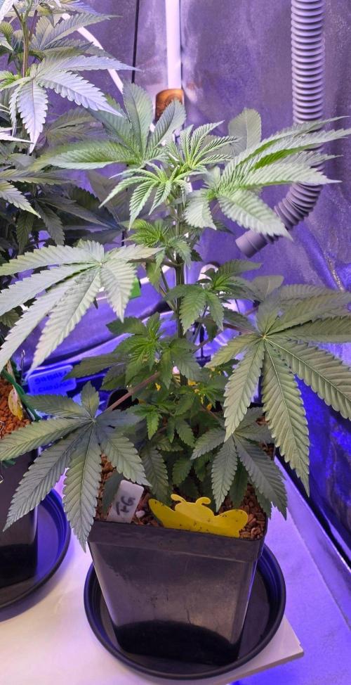Sensi Seeds X CCG. Week 6