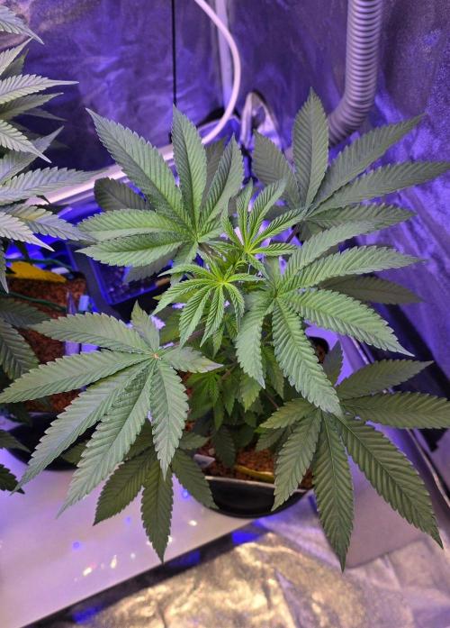 Sensi Seeds X CCG. Week 6