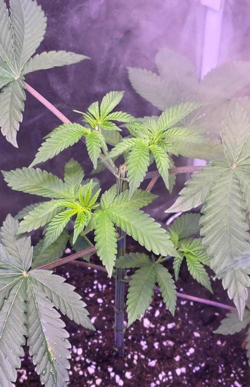 Sensi Seeds X CCG. Week 6