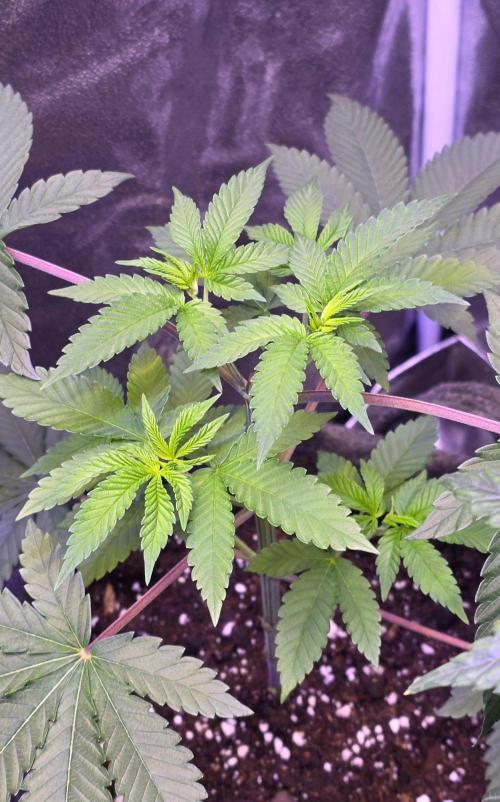 Sensi Seeds X CCG. Week 7