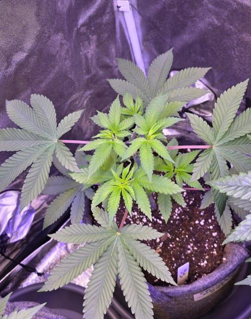 Sensi Seeds X CCG. Week 7
