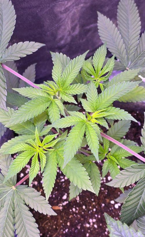 Sensi Seeds X CCG. Week 7