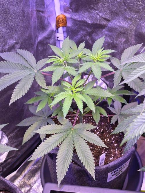 Sensi Seeds X CCG. Week 7