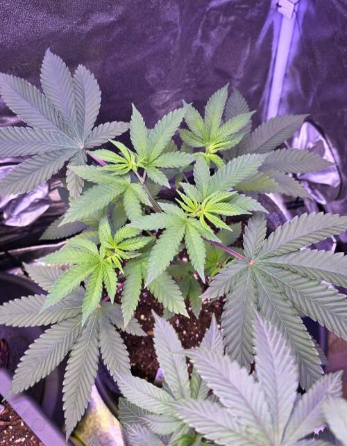 Sensi Seeds X CCG. Week 7