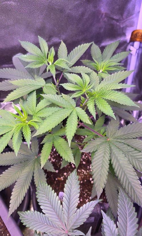 Sensi Seeds X CCG. Week 7