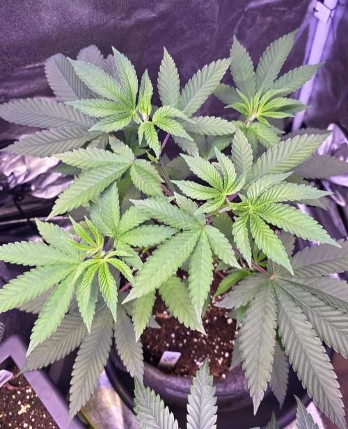 Sensi Seeds X CCG. Week 7