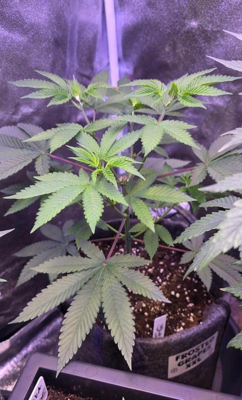 Sensi Seeds X CCG. Week 7