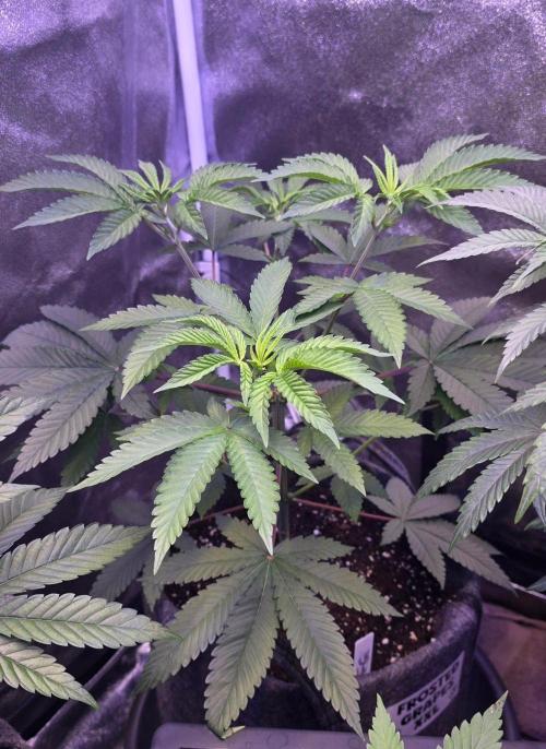 Sensi Seeds X CCG. Week 7
