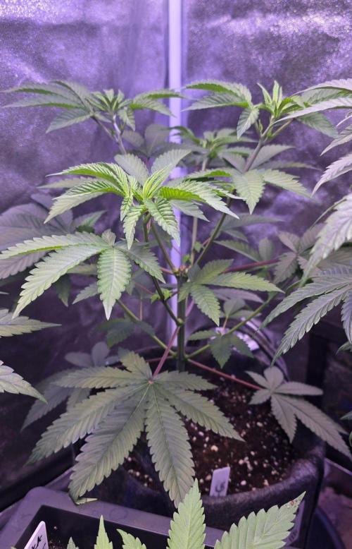 Sensi Seeds X CCG. Week 7