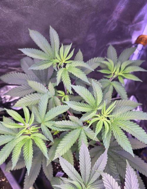 Sensi Seeds X CCG. Week 7
