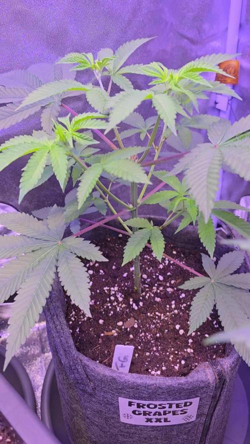 Sensi Seeds X CCG