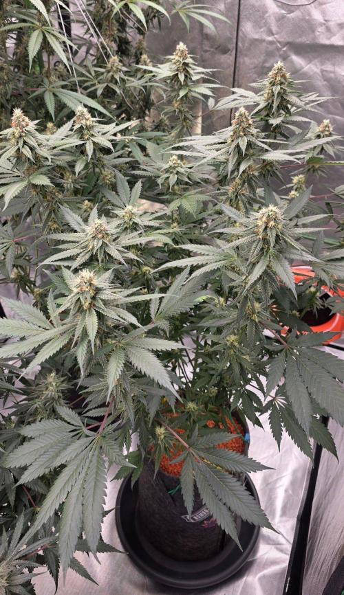 ONE LOVE Bob Marley Edition. Week 14