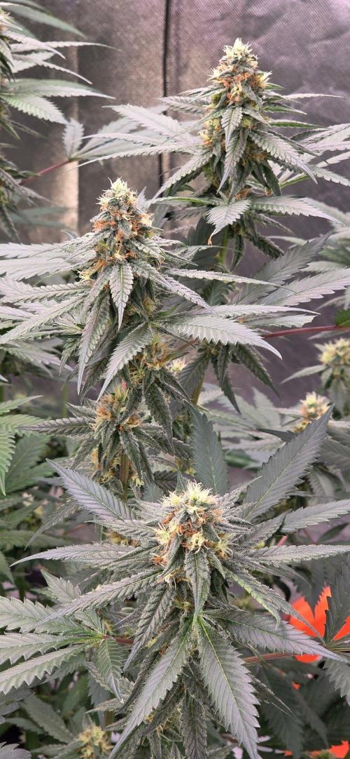 ONE LOVE Bob Marley Edition. Week 14