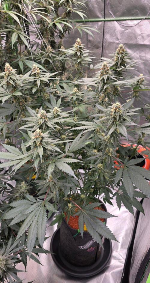 ONE LOVE Bob Marley Edition. Week 14