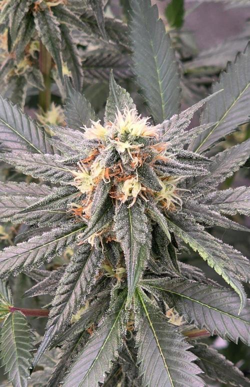 ONE LOVE Bob Marley Edition. Week 14