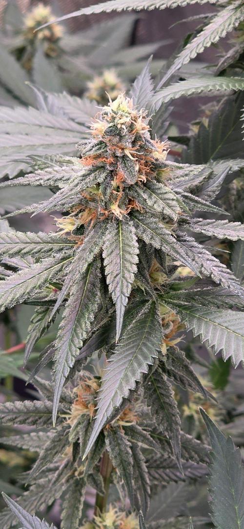 ONE LOVE Bob Marley Edition. Week 14