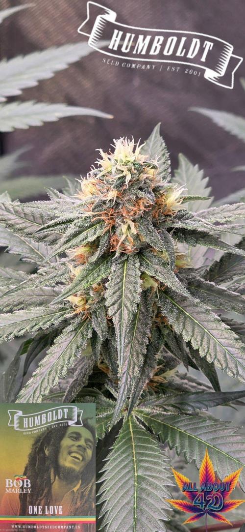 ONE LOVE Bob Marley Edition. Week 14