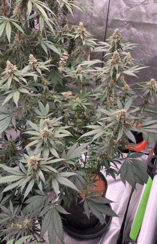 ONE LOVE Bob Marley Edition. Week 14
