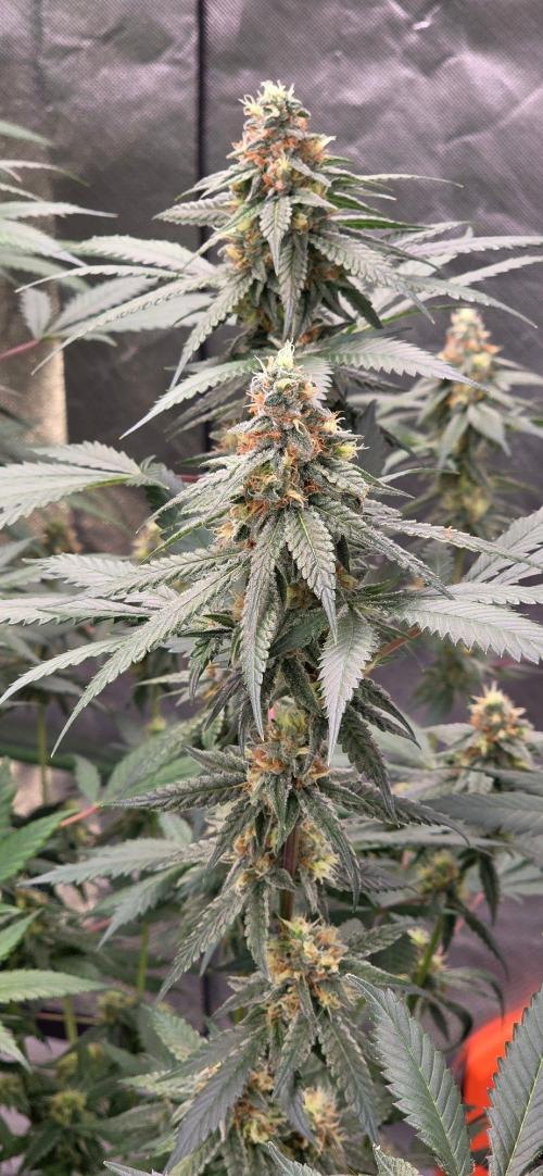 ONE LOVE Bob Marley Edition. Week 14