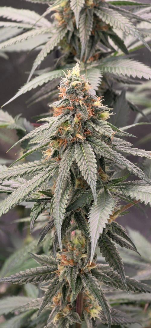 ONE LOVE Bob Marley Edition. Week 14