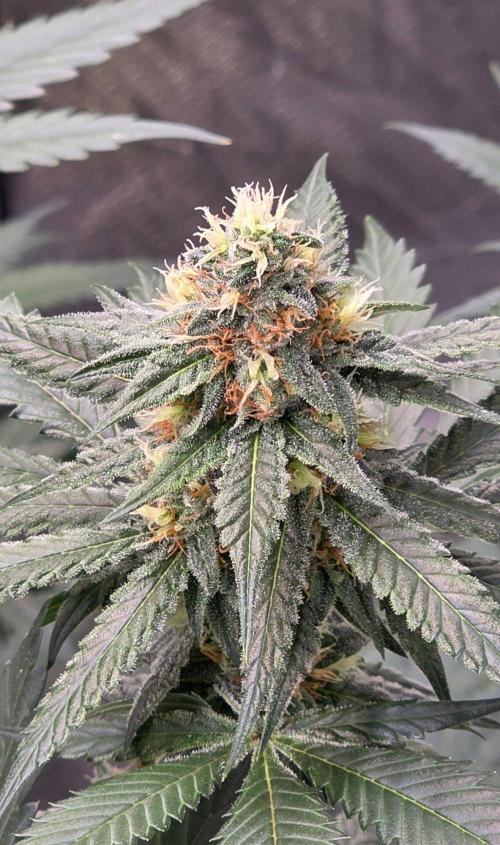 ONE LOVE Bob Marley Edition. Week 14