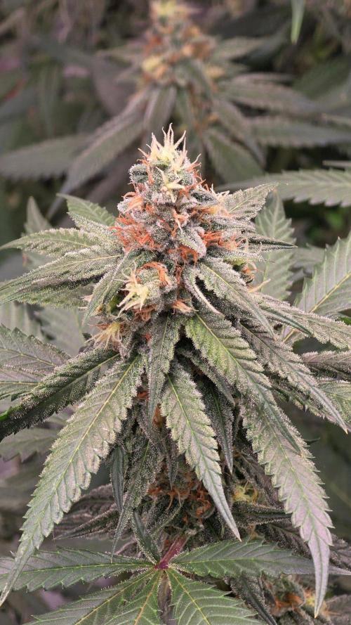 ONE LOVE Bob Marley Edition. Week 14