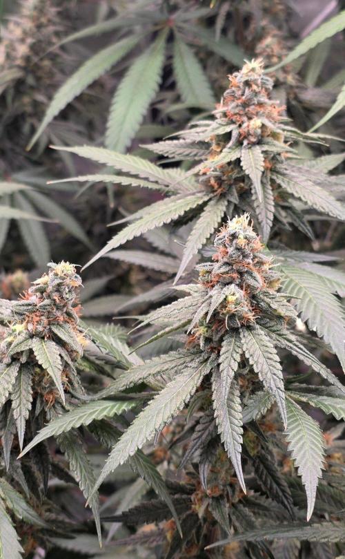 ONE LOVE Bob Marley Edition. Week 15